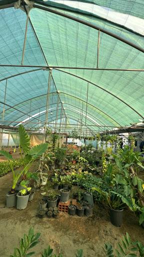 عکس گلخانه گرجی گل