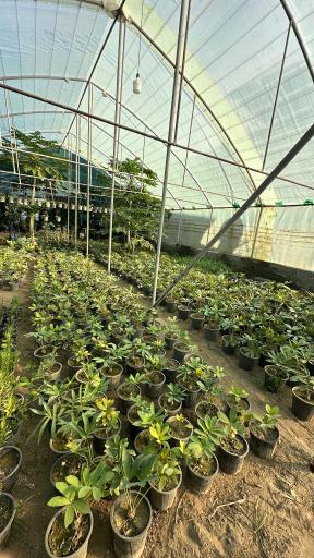 عکس گلخانه گرجی گل