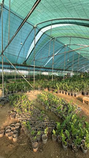 عکس گلخانه گرجی گل