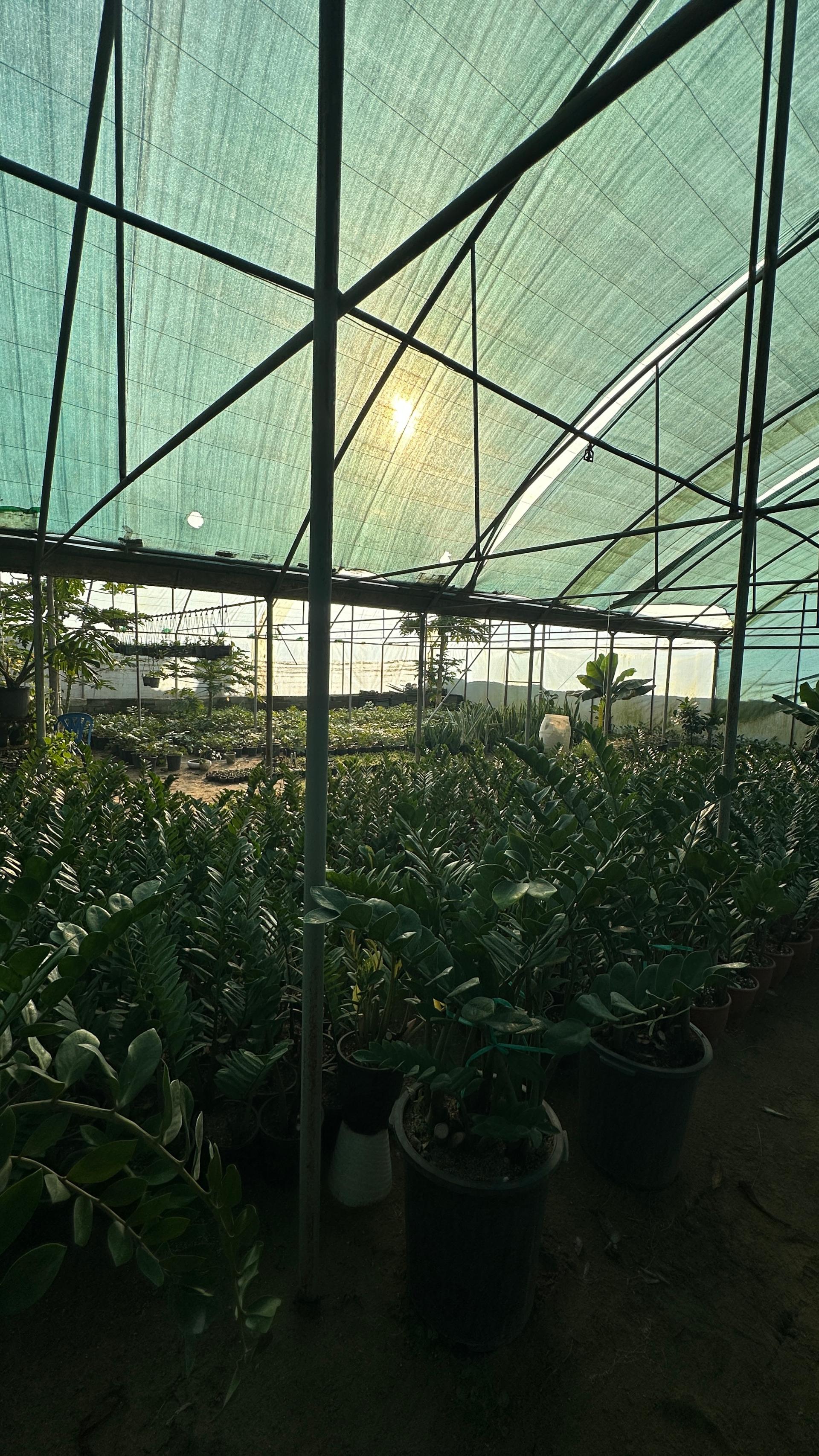 عکس گلخانه گرجی گل