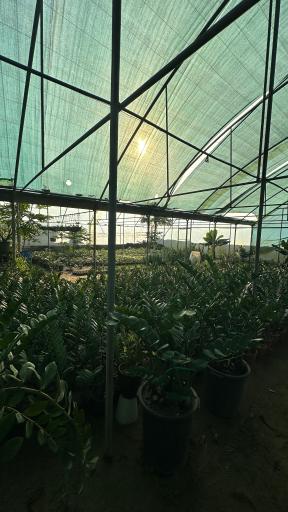 عکس گلخانه گرجی گل