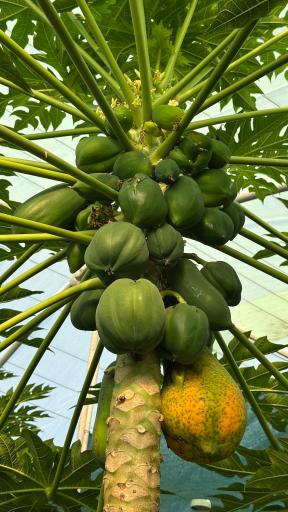 عکس گلخانه گرجی گل