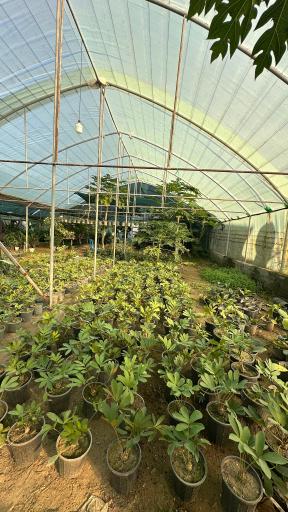 عکس گلخانه گرجی گل