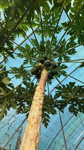 عکس گلخانه گرجی گل