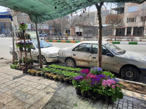 عکس گل فروشی همیشه سبز 