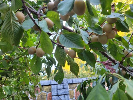 عکس باغ سرای کوهستان