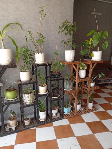 عکس کافه ریال