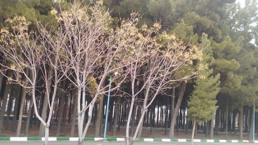 عکس پارک 17 شهریور