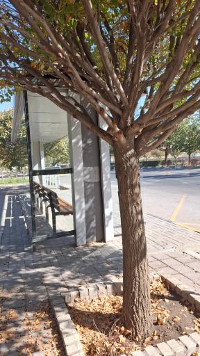 عکس  سجادیه 26