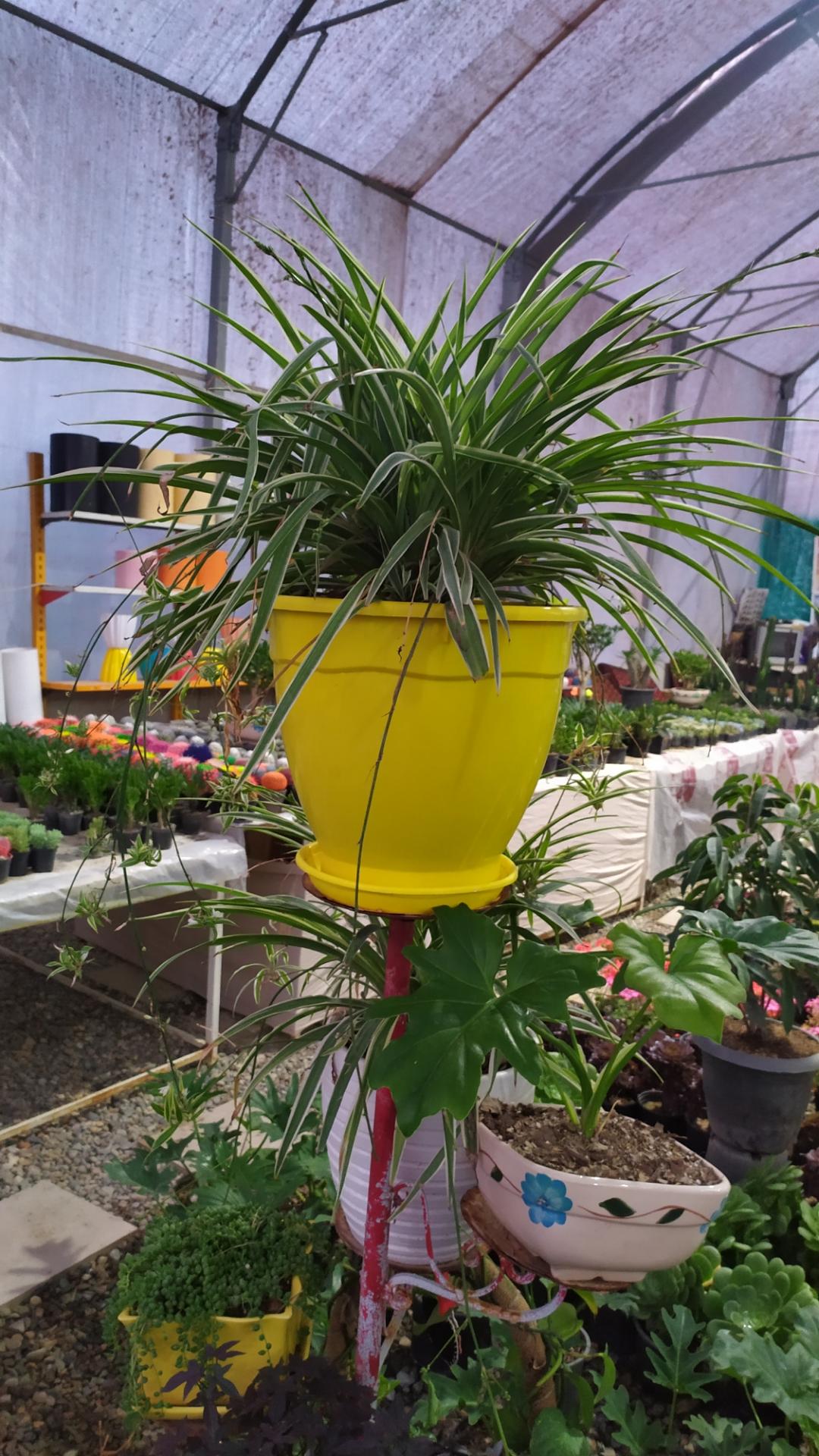 عکس گلخانه ویکی کاکتوس محمدشهر