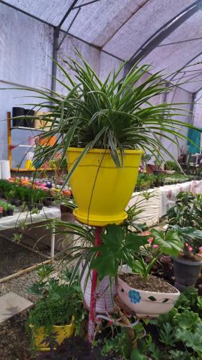 عکس گلخانه ویکی کاکتوس محمدشهر