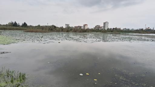 عکس تالاب لنگرود