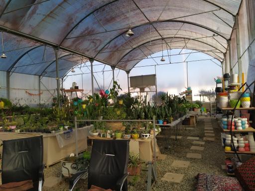 عکس گلخانه ویکی کاکتوس محمدشهر