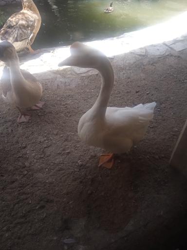 عکس موزه طبیعت و حیات وحش ایران