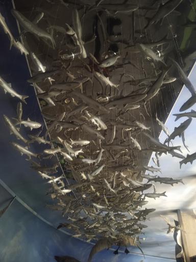 عکس موزه طبیعت و حیات وحش ایران