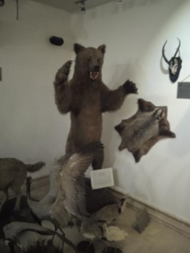 عکس موزه طبیعت و حیات وحش ایران