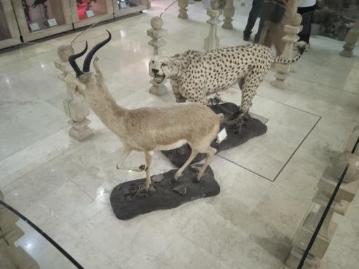 عکس موزه طبیعت و حیات وحش ایران