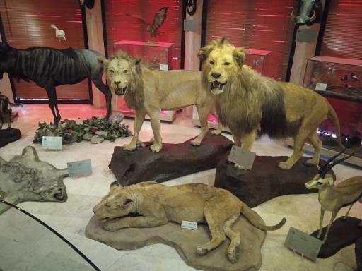 عکس موزه طبیعت و حیات وحش ایران