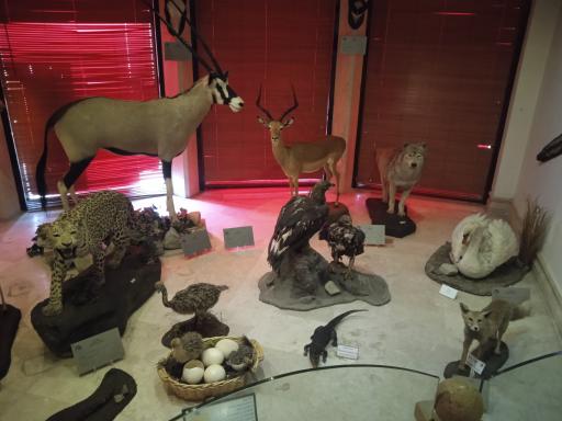 عکس موزه طبیعت و حیات وحش ایران