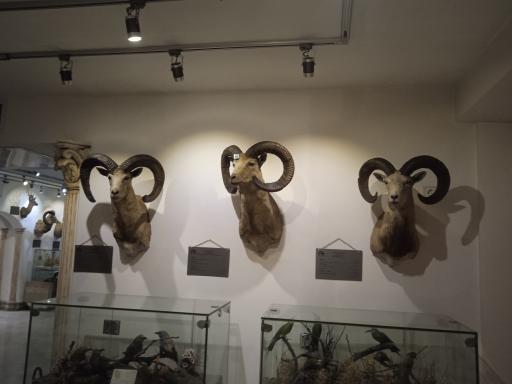 عکس موزه طبیعت و حیات وحش ایران