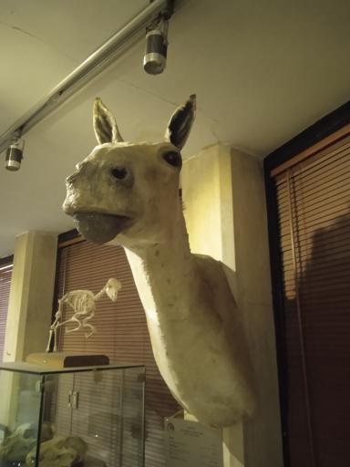 عکس موزه طبیعت و حیات وحش ایران