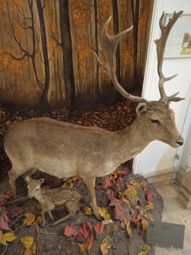 موزه طبیعت و حیات وحش ایران