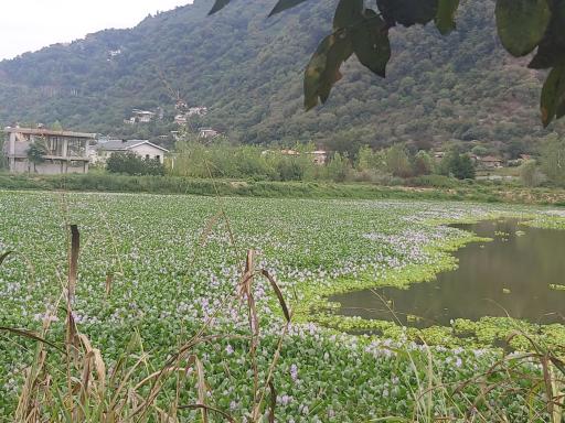 عکس بام کومله 