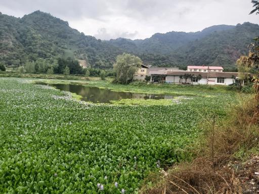 عکس بام کومله 