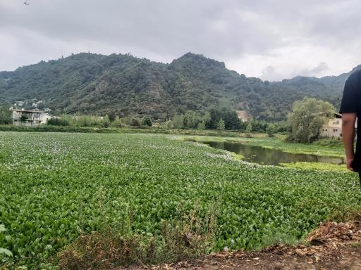 عکس بام کومله 