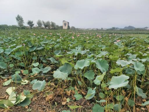 عکس بام کومله 