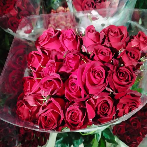 عکس گلخانه مهندس ترابی 