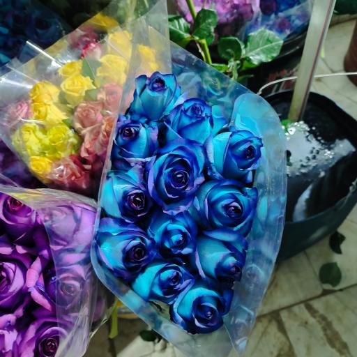 عکس گلخانه مهندس ترابی 