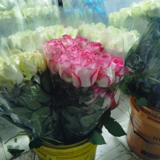 عکس گلخانه مهندس ترابی 