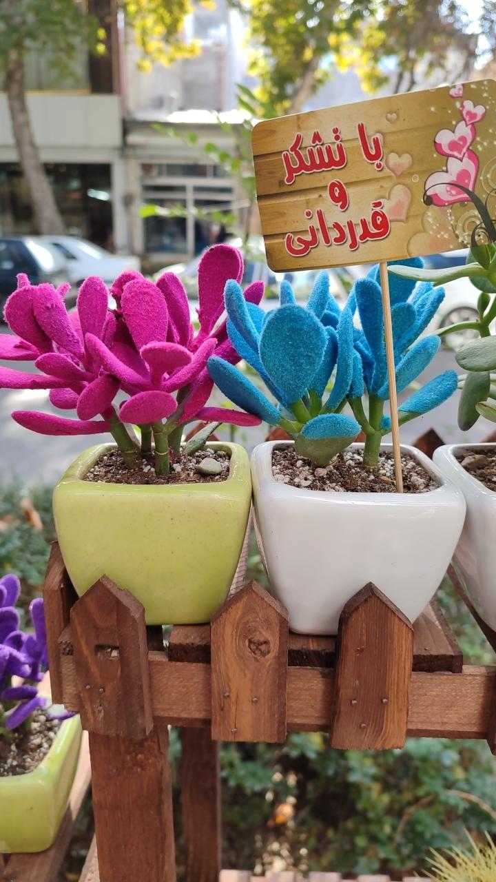 عکس گلخانه پوژان بجنورد شعبه دوم 