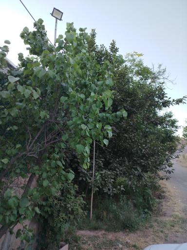 عکس رشتقون