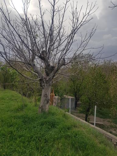 عکس رشتقون