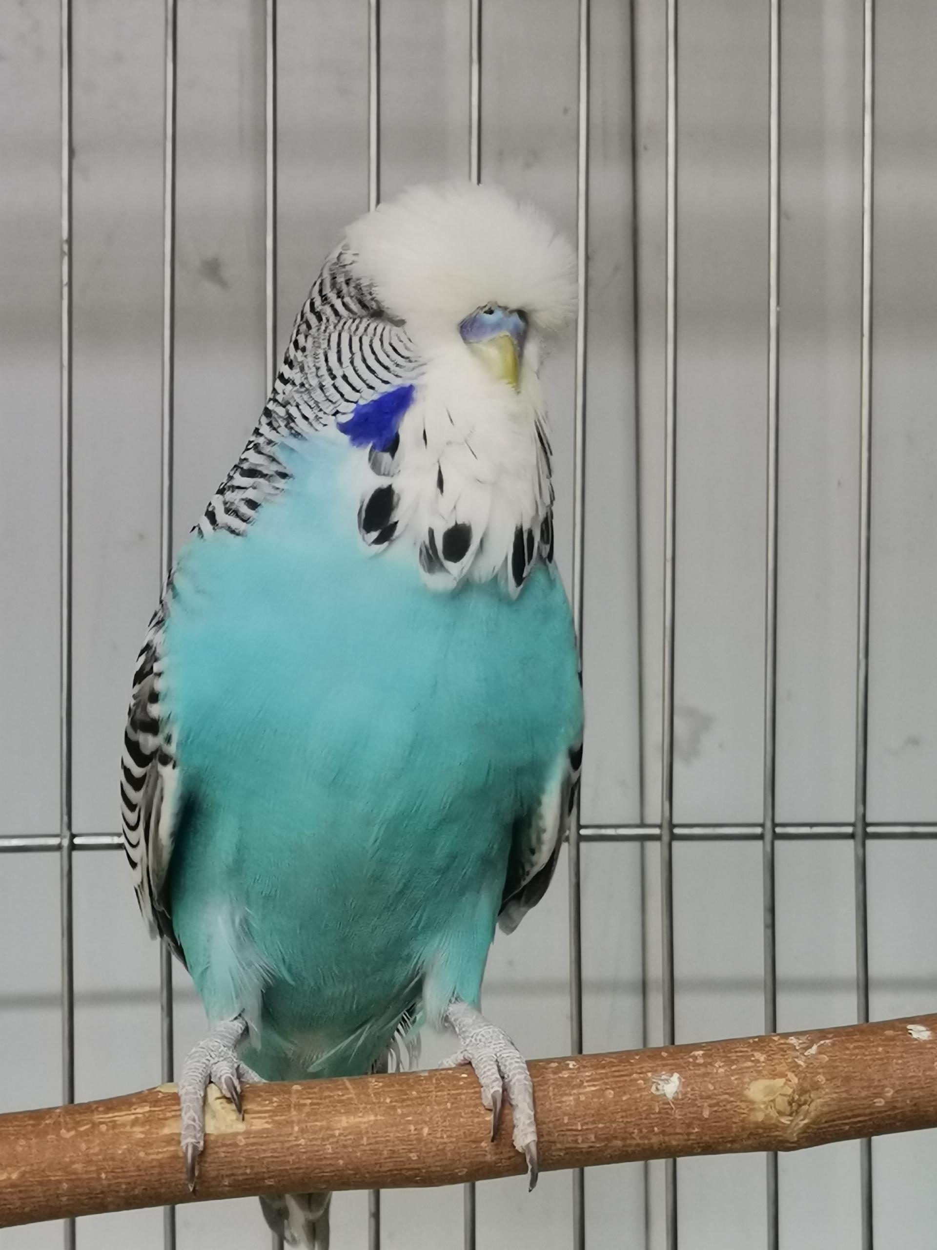 عکس فروشگاه پرندگان زیبا