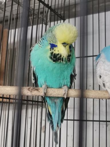 عکس فروشگاه مرغ عشق انگلیسی پلاک 67