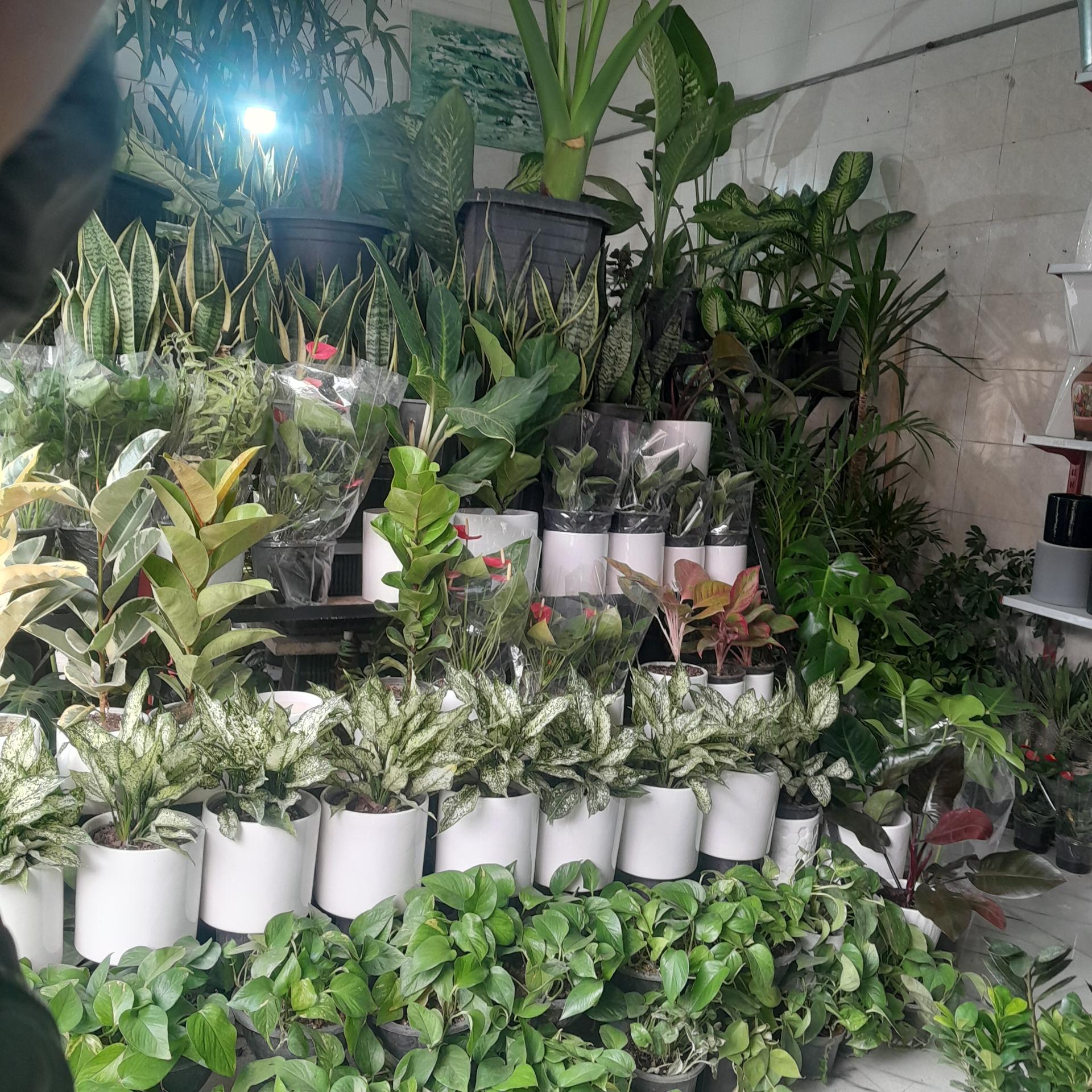 عکس گل گیاه گلکده