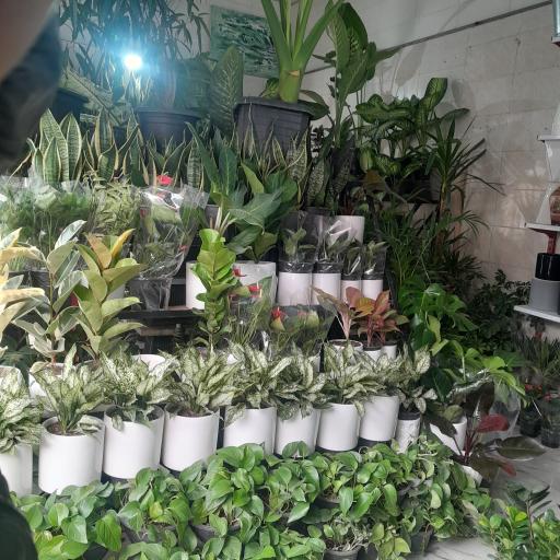 عکس گل گیاه گلکده