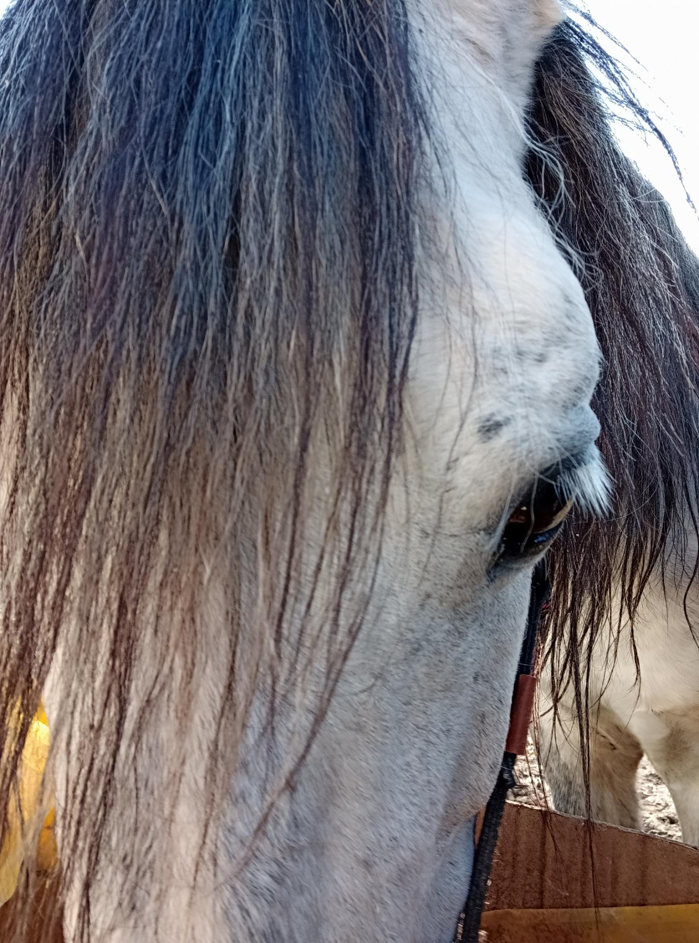 عکس باشگاه سوارکاری مهرآذین شایگان 