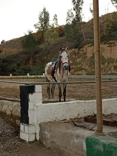 عکس باشگاه سوارکاری مهرآذین شایگان 