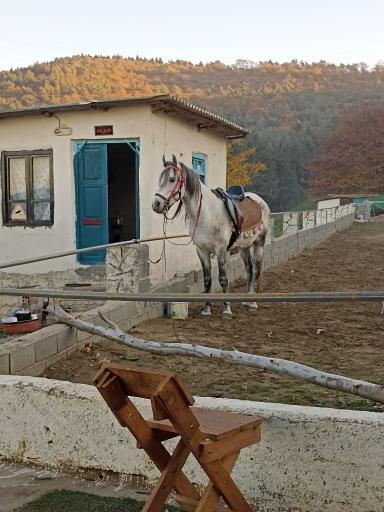 عکس باشگاه سوارکاری مهرآذین شایگان 