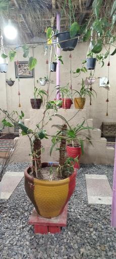 عکس کافه رستوران سنتی آرین