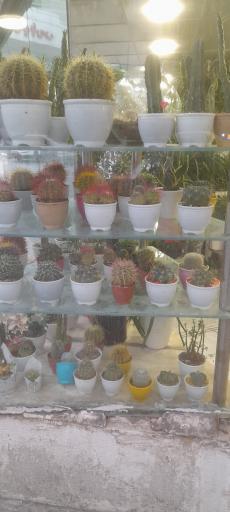 عکس گل پارس