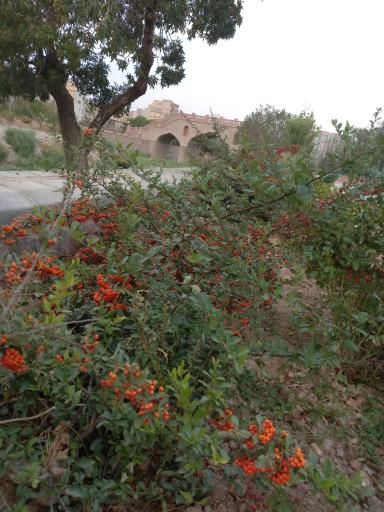 عکس کلانتر باغی