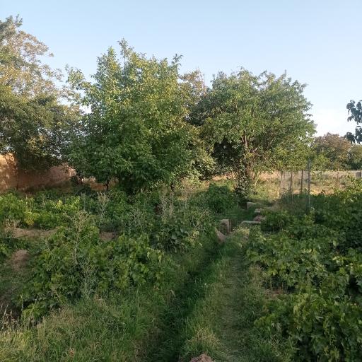 عکس موته