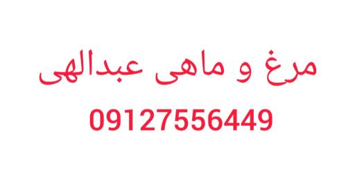 مرغ و ماهی عبدالهی