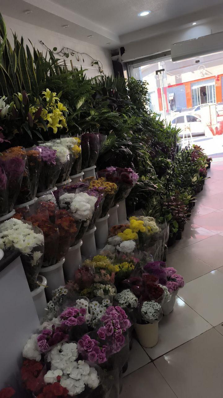 عکس شهر گل