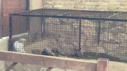 عکس اقامتگاه بومگردی خانه باغ ایرانی شیراز